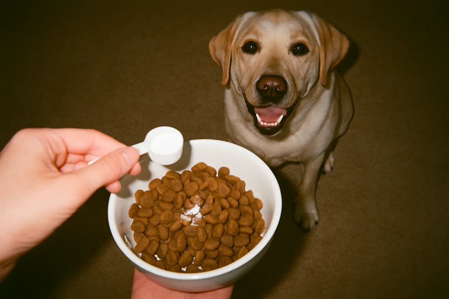 MSM Pulver für Hunde